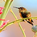 Hummingbird