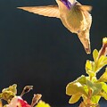 Costa's hummingbird