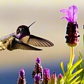 Costa's hummingbird