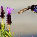 Costa's hummingbird