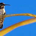 Costa's hummingbird